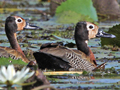 White-faced Whistling-Duck